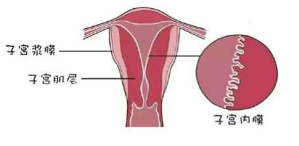 孕前、孕期、分娩、产后，子宫肌瘤出现在不同阶段该如何处理？哪些不能摘？